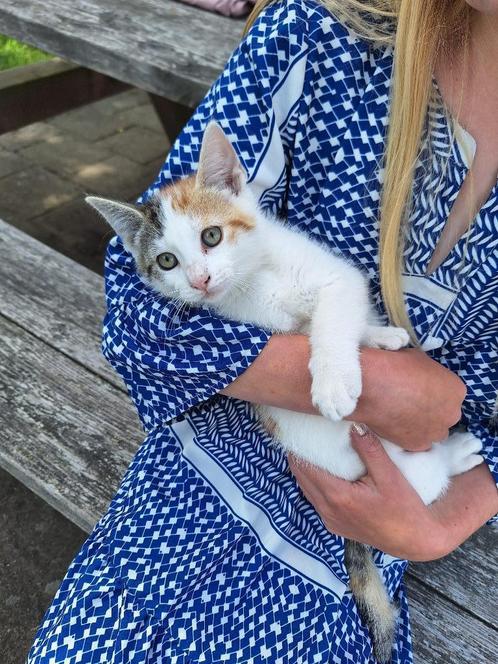 boerderij kittens 11 weken te koop, Dieren en Toebehoren, Katten en Kittens | Overige Katten, Kortharig, Meerdere dieren, 0 tot 2 jaar
