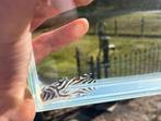 L046 Zebra pleco Hypancistrus, Dieren en Toebehoren, Vis