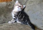 Nestje Siberische katten!, Dieren en Toebehoren, Katten en Kittens | Raskatten | Langhaar, Meerdere dieren, Gechipt, 0 tot 2 jaar