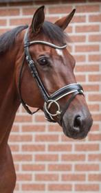 2 fantastische Dressuurpaarden, Dieren en Toebehoren, Ruin, Dressuurpaard, 170 tot 175 cm, 11 jaar of ouder