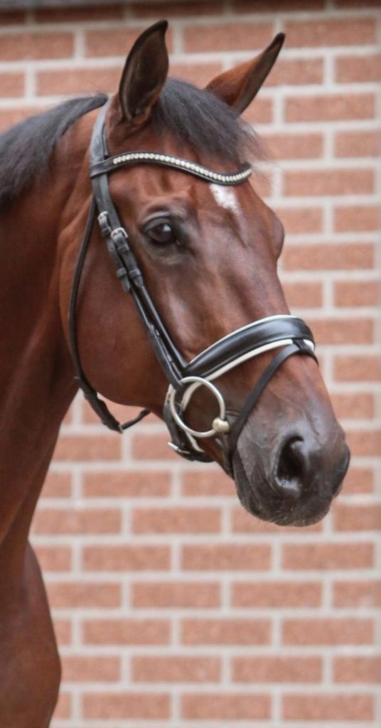 2 fantastische Dressuurpaarden, Dieren en Toebehoren, Paarden, Ruin, ZZ, 170 tot 175 cm, 11 jaar of ouder, Dressuurpaard, Met stamboom