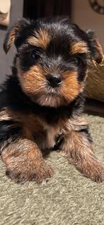 Yorkshire terriër puppy’s te koop., Dieren en Toebehoren, Yorkshire Terriër, 8 tot 15 weken, Parvo, Meerdere