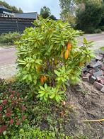 Boompjes, Ophalen of Verzenden, Volle zon, Overige soorten, Minder dan 100 cm
