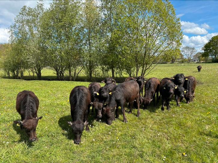 Waterbuffels Jongvee dekrijp en drachtig., Dieren en Toebehoren, Runderen