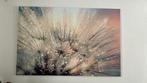 Paardebloem op aluminium, Ophalen