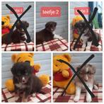 Border collie Australian shepherd pups, Parvo, Overige rassen, 8 tot 15 weken, Meerdere