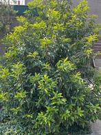 Plant Prunus., Ophalen, Laurier