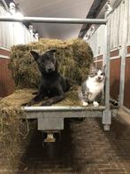 Mechelse Herder (blauw geboren), 6 jaar of ouder, Teef, Eén hond, Herder