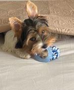 Dekreu Biewer, Dieren en Toebehoren, Rabiës (hondsdolheid), 15 weken tot 1 jaar, Reu, Eén hond