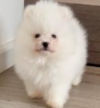 100%Pomeriaan Pup/Puppy Reu NL Nest, Keeshond, Reu, CDV (hondenziekte), 8 tot 15 weken