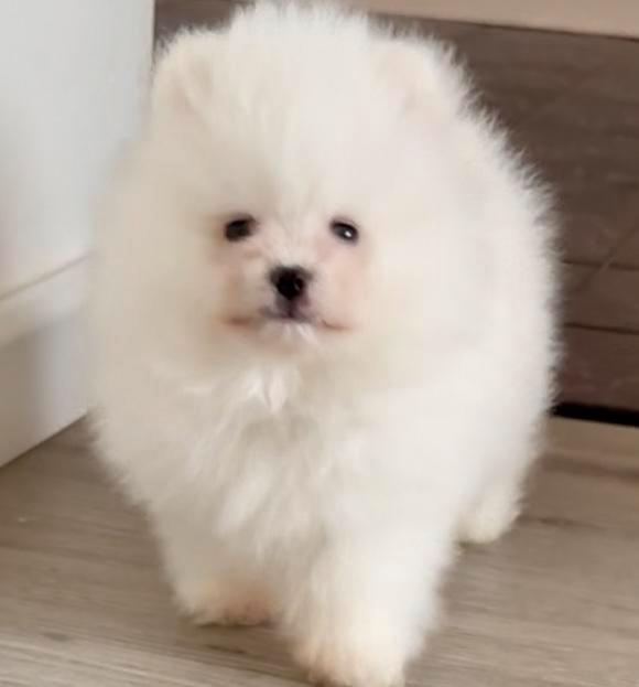 100%Pomeriaan Pup/Puppy Reu NL Nest, Dieren en Toebehoren, Honden | Poolhonden, Keeshonden en Oertypen, Reu, Keeshond, Particulier