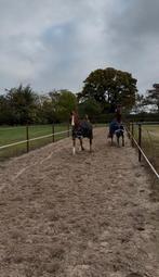 Prive stalling Boxmeer, laatste plaatsen, Dieren en Toebehoren, Stalling en Weidegang, Weidegang