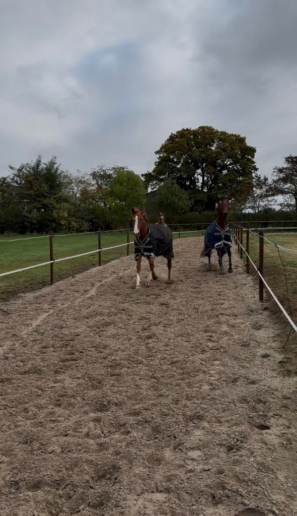 Privé stalling Boxmeer, laatste box vrij!, Dieren en Toebehoren, Stalling en Weidegang, Weidegang