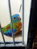 Koppel roodbuik turqusine parkieten, Dieren en Toebehoren, Vogels | Parkieten en Papegaaien, Meerdere dieren, Parkiet