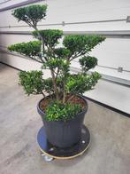 Ilex crenata.Blondie Bonsai, Tuin en Terras, Overige soorten, Lente, Minder dan 100 cm, Ophalen