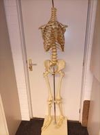 Skelet model mens Halloween fysiotherapie geneeskunde, Ophalen, Gebruikt, Beeldje of Figuurtje
