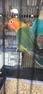 Jonge agapornides, Dieren en Toebehoren, Vogels | Parkieten en Papegaaien, Meerdere dieren, Parkiet, Tam