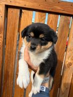Laatste pup! Teefje, Dieren en Toebehoren, Overige rassen, CDV (hondenziekte), 8 tot 15 weken, Meerdere