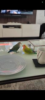 Tamme leuke agapornis koppel!, Dieren en Toebehoren, Vogels | Parkieten en Papegaaien, Meerdere dieren, Dwergpapegaai of Agapornis