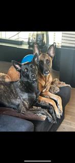 Kruising Mechelse/Hollandse herder, Rabiës (hondsdolheid), 1 tot 2 jaar, Teef, Eén hond