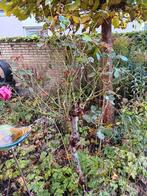 Roos op stam, donkerroze, 170cm, Tuin en Terras, Planten | Tuinplanten, Ophalen