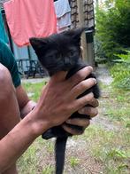 Mooie zwarte kitten, Dieren en Toebehoren, Katten en Kittens | Raskatten | Korthaar, Poes
