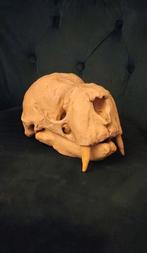 Replica walrus schedel taxidermie opgezette dieren, Verzamelen, Dierenverzamelingen, Ophalen of Verzenden, Zo goed als nieuw, Schedel