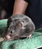 Ferplast 100 knaagdierenkooi + lieve Hamster, Dieren en Toebehoren, Knaagdieren, Hamster, Vrouwelijk, Januari, Tam