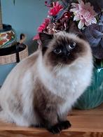 Ragdoll en Britse korthaar 10 maanden, Dieren en Toebehoren, Katten en Kittens | Raskatten | Langhaar, Poes, Gechipt, 0 tot 2 jaar