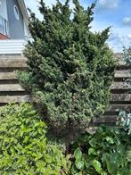Jeneverbes en coniferen, Ophalen, Taxus, Struik, 100 tot 250 cm