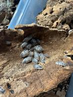 Porcellio laevis pissenbedden, Dieren en Toebehoren, Overige soorten