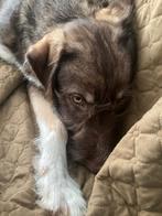 Speelse reu Duncan, 7 mnd, ter adoptie, Dieren en Toebehoren, Particulier, 15 weken tot 1 jaar, Reu, Buitenland