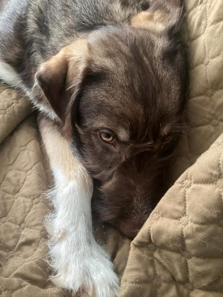 Speelse reu Duncan, 7 mnd, ter adoptie, Dieren en Toebehoren, Honden | Niet-rashonden, Middel, Reu, Particulier, Eén hond, Buitenland