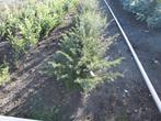 Coniferen, Tuin en Terras, Planten | Struiken en Hagen, Ophalen, Conifeer, Haag, Minder dan 100 cm