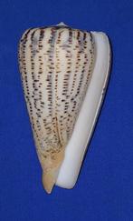 schelpen, Conus suratensis, Ophalen of Verzenden, Schelp(en)