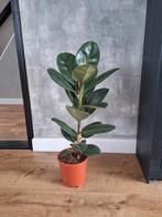 Ficus Elastica Robusta - Kamerplant 90cm, Huis en Inrichting, Kamerplanten, Ophalen, Ficus, Halfschaduw, Minder dan 100 cm