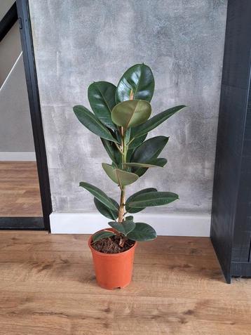 Ficus Elastica Robusta - Kamerplant 90cm beschikbaar voor biedingen