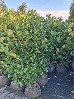 Laurier Rotundifolia 125-150cm - Haagplant, Ophalen of Verzenden, Laurier, Haag, 100 tot 250 cm