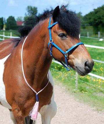 Neckropes.fore.horses beschikbaar voor biedingen