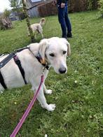 Lieve Concha is te bezoeken in België, Dieren en Toebehoren, Honden | Retrievers, Spaniëls en Waterhonden, Particulier, Rabiës (hondsdolheid)