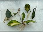 Kamerplant stekpakket - Parasitica Black Margin, Australis, Ophalen of Verzenden, Overige soorten, Minder dan 100 cm