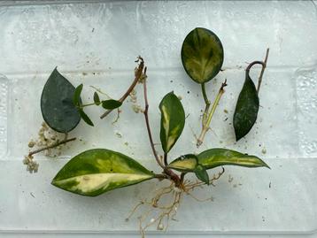 Kamerplant stekpakket - Parasitica Black Margin, Australis beschikbaar voor biedingen
