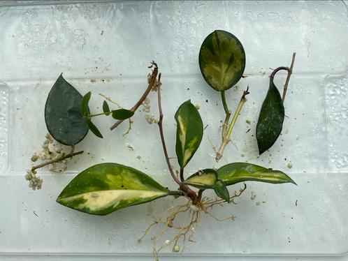 Kamerplant stekpakket - Parasitica Black Margin, Australis, Huis en Inrichting, Kamerplanten, Overige soorten, Minder dan 100 cm