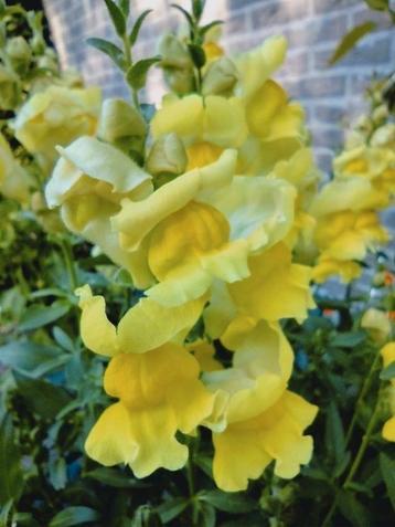 Zaden Leeuwenbekje - Antirrhinum majus beschikbaar voor biedingen