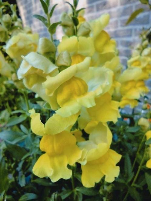 Zaden Leeuwenbekje - Antirrhinum majus, Tuin en Terras, Bloembollen en Zaden, Zaad, Voorjaar, Volle zon, Verzenden