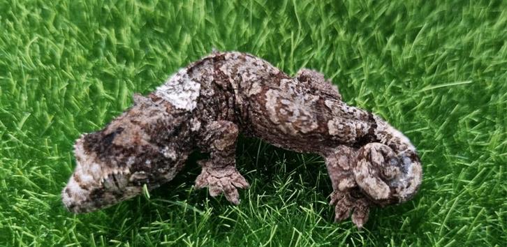 Chahoua white collar gecko