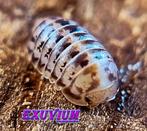 Spherillo raffaelei isopods / pissebedden, Overige soorten