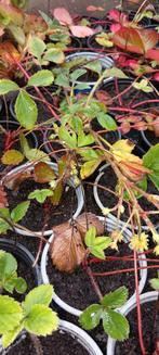 Aardbeiplanten - Doorbloeiers (Ostara), Tuin en Terras, Planten | Tuinplanten, Ophalen, Volle zon, Vaste plant, Fruitplanten