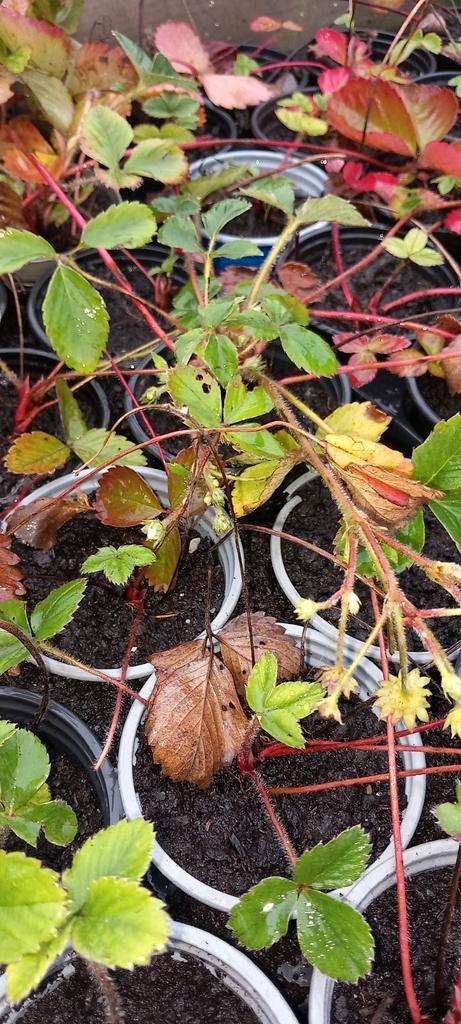 Aardbeiplanten - Doorbloeiers (Ostara), Tuin en Terras, Planten | Tuinplanten, Vaste plant, Fruitplanten, Volle zon, Lente, Ophalen