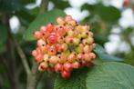 Viburnum lantana Wollige sneeuwbal vogel bijen vlinder-tuin, Overige soorten, Vaste plant, Ophalen of Verzenden, Halfschaduw
